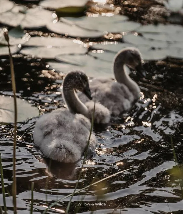 Kinmount-House-Swans-Babies Kinmount House Swans Babies