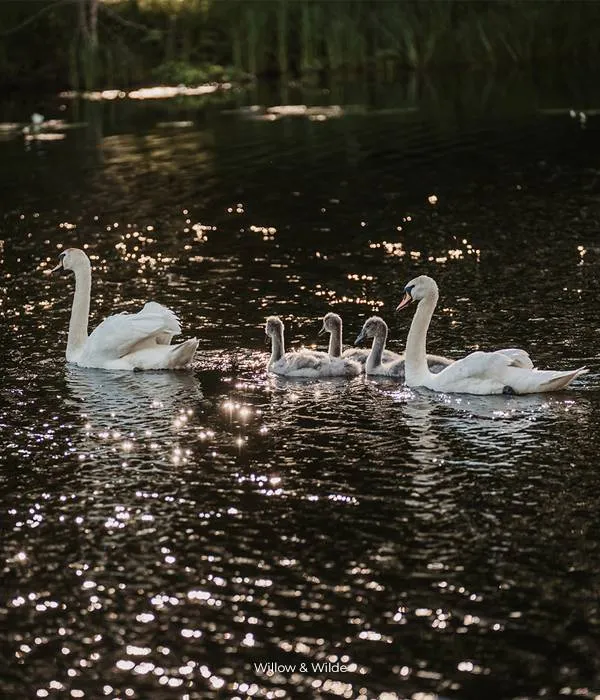 Kinmount-House-Swans Kinmount House Swans